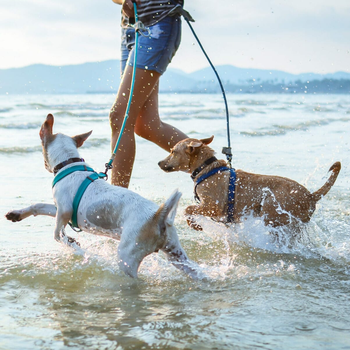 thai dogs enjoy playing on beach with owner